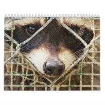 raccon-kalender
