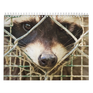 raccon-kalender kalender