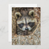 Raccon Nestled Inside a Tree Hollow Briefkaart (Voorkant / Achterkant)