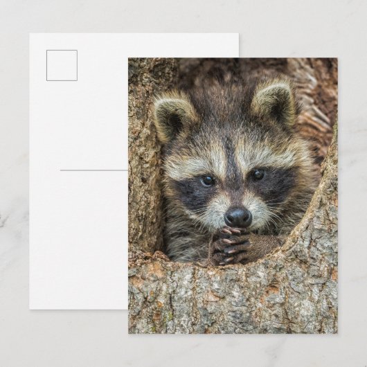 Raccon Nestled Inside a Tree Hollow Briefkaart (Voorkant / Achterkant)