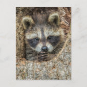 Raccon Nestled Inside a Tree Hollow Briefkaart (Voorkant)