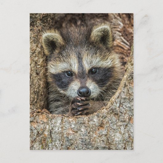 Raccon Nestled Inside a Tree Hollow Briefkaart (Voorkant)