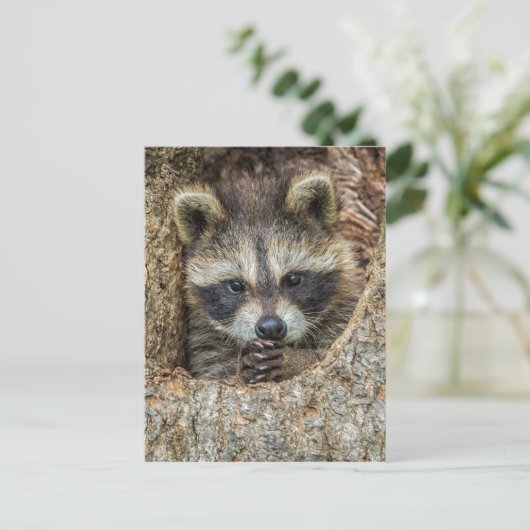 Raccon Nestled Inside a Tree Hollow Briefkaart (Staand voorkant)