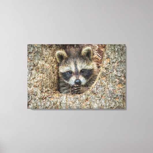 Raccon Nestled Inside a Tree Hollow Canvas Afdruk (Voorkant)