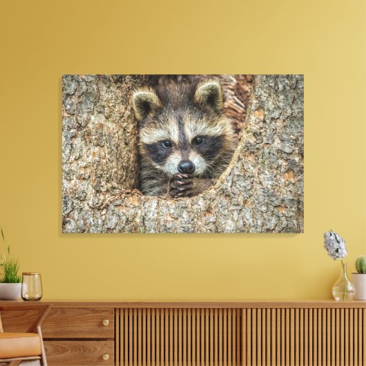 Raccon Nestled Inside a Tree Hollow Canvas Afdruk (Insitu (Woonkamer))