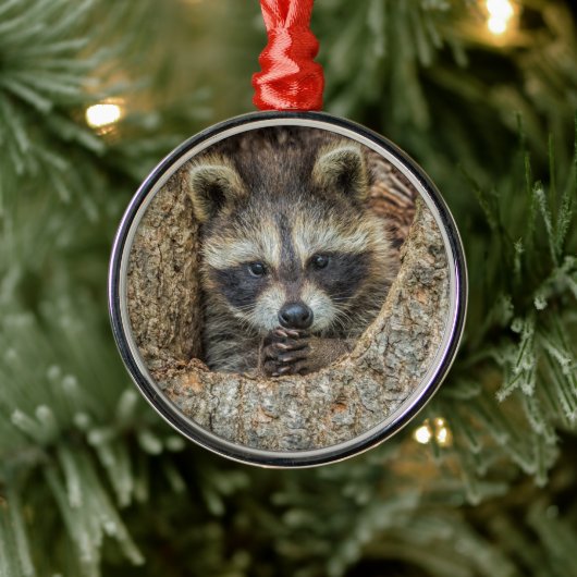 Raccon Nestled Inside a Tree Hollow Metalen Ornament (Boom)
