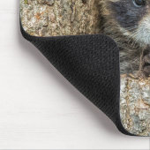 Raccon Nestled Inside a Tree Hollow Muismat (Hoek)