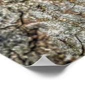 Raccon Nestled Inside a Tree Hollow Poster (Hoek)