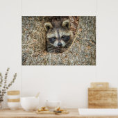 Raccon Nestled Inside a Tree Hollow Poster (Keuken)