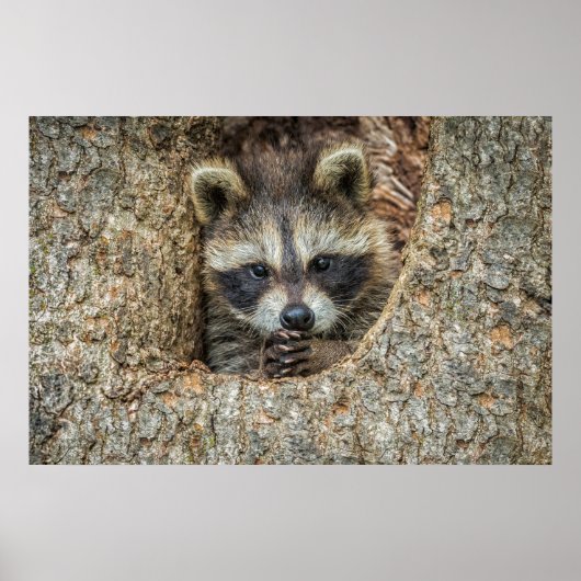 Raccon Nestled Inside a Tree Hollow Poster (Voorkant)