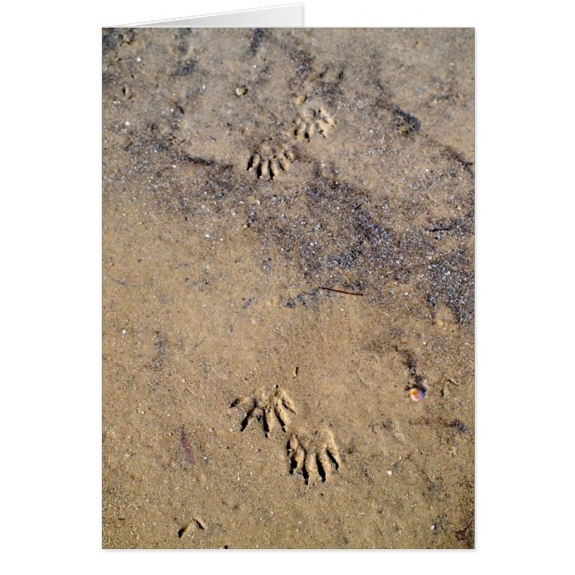 Raccon Tracks op Caladesi Island Beach (Voorkant)