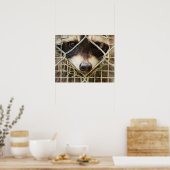 RACCON WAARDE POSTER (Keuken)