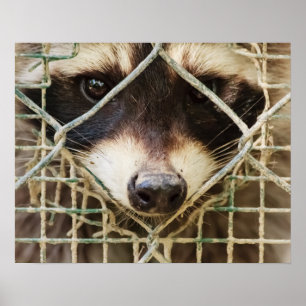RACCON WAARDE POSTER