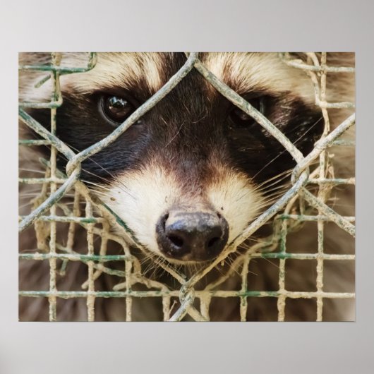 RACCON WAARDE POSTER (Voorkant)