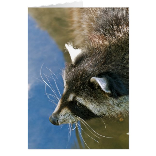 Raccoon (Voorkant)