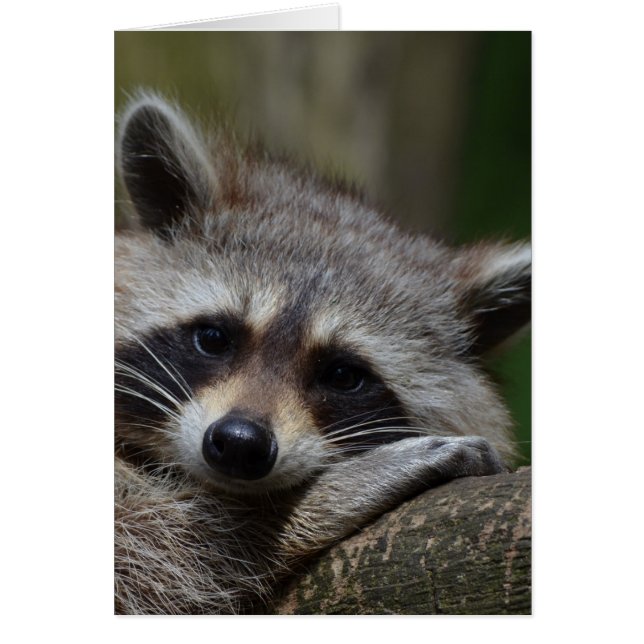 Raccoon (Voorkant)