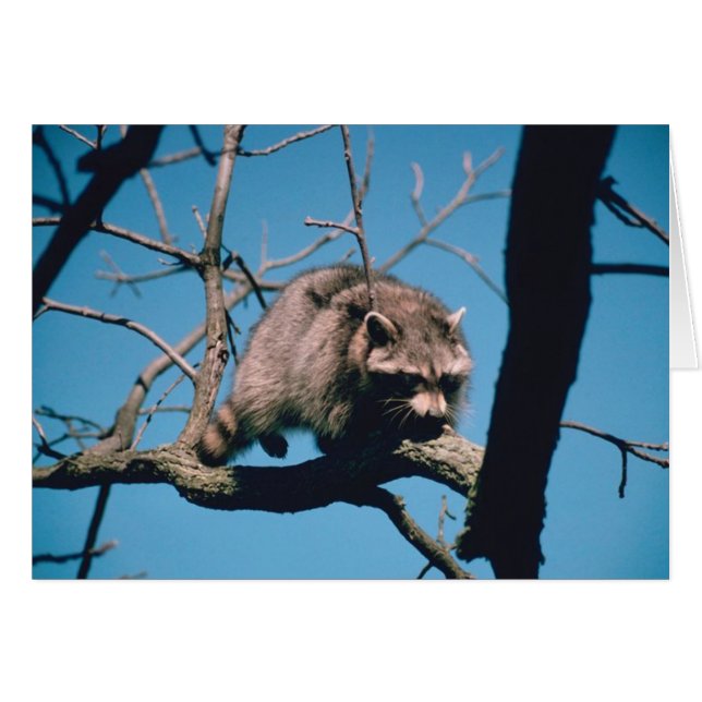 Raccoon (Voorkant Horizontaal)