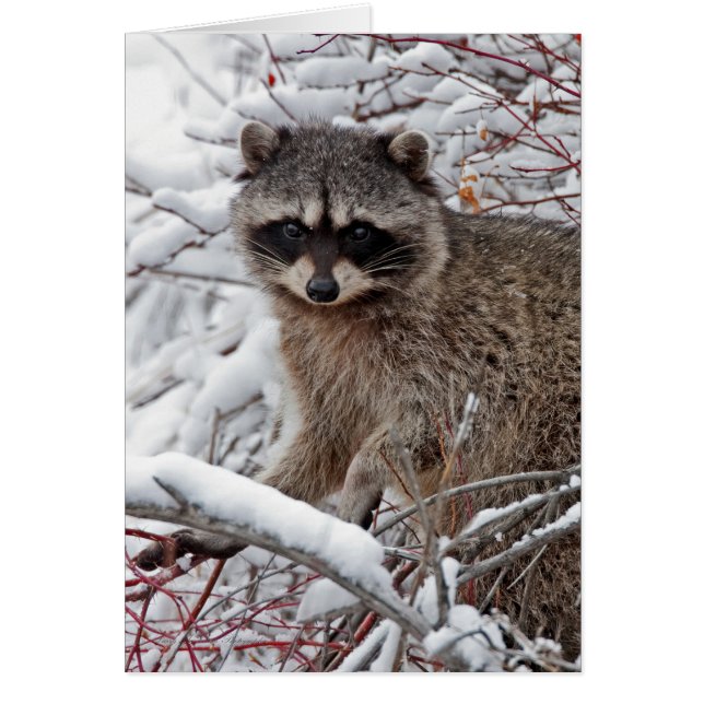 Raccoon (Voorkant)
