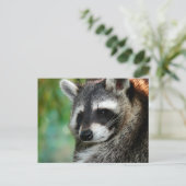 Raccoon 001 briefkaart (Staand voorkant)