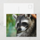 Raccoon 001 briefkaart (Voorkant / Achterkant)