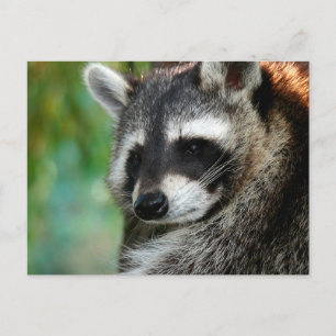 Raccoon 001 briefkaart