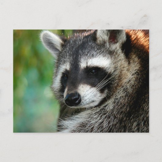Raccoon 001 briefkaart (Voorkant)