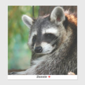 Raccoon 001 sticker (Vel)