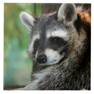 Raccoon 001 tegeltje
