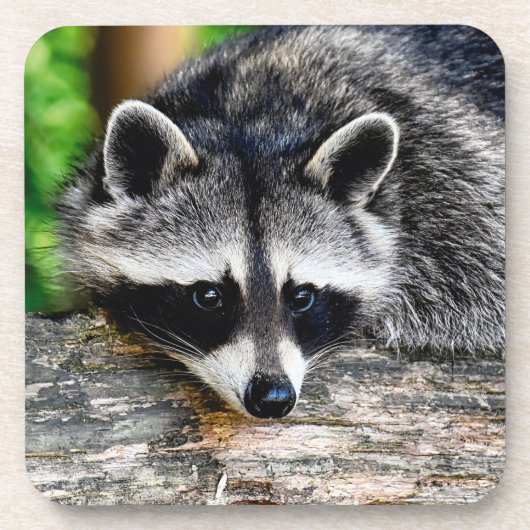 Raccoon 003 bier onderzetter (Voorkant)