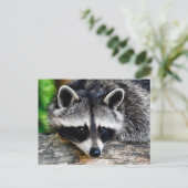 Raccoon 003 briefkaart (Staand voorkant)