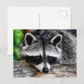 Raccoon 003 briefkaart (Voorkant / Achterkant)