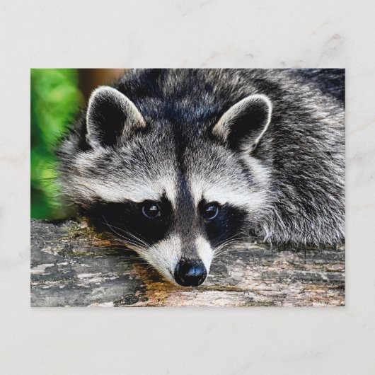 Raccoon 003 briefkaart (Voorkant)