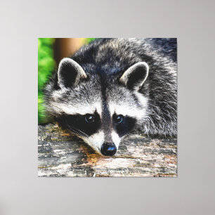 Raccoon 003 canvas afdruk