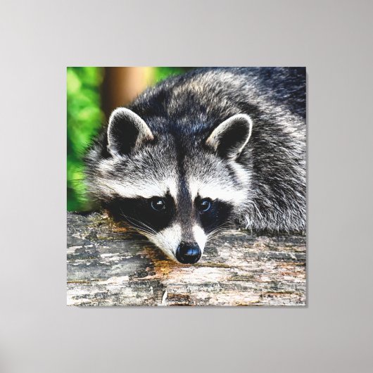 Raccoon 003 canvas afdruk (Voorkant)