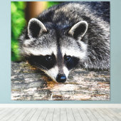 Raccoon 003 canvas afdruk (Insitu (Houten vloer))
