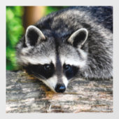 Raccoon 003 raamsticker (Vel)