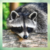 Raccoon 003 raamsticker (Vel 3)