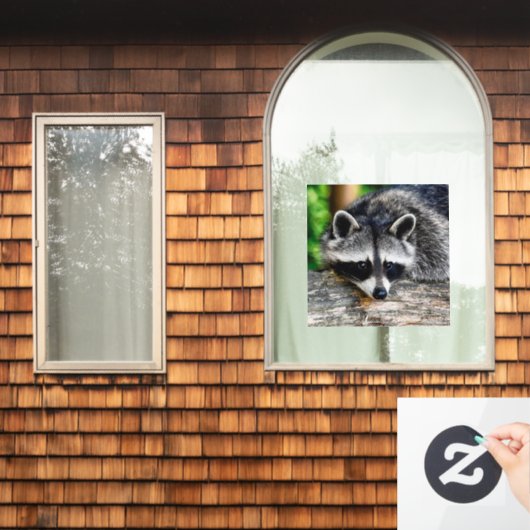 Raccoon 003 raamsticker (Huis Raam)