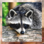 Raccoon 003 raamsticker (Vel 2)