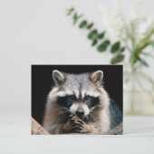 Raccoon 004 briefkaart (Staand voorkant)