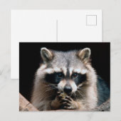 Raccoon 004 briefkaart (Voorkant / Achterkant)