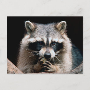 Raccoon 004 briefkaart