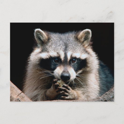 Raccoon 004 briefkaart (Voorkant)