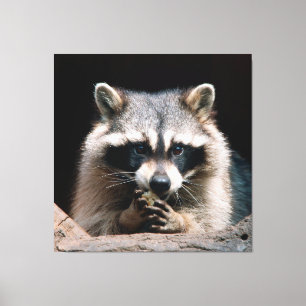 Raccoon 004 canvas afdruk