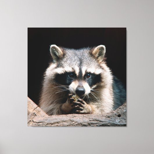 Raccoon 004 canvas afdruk (Voorkant)