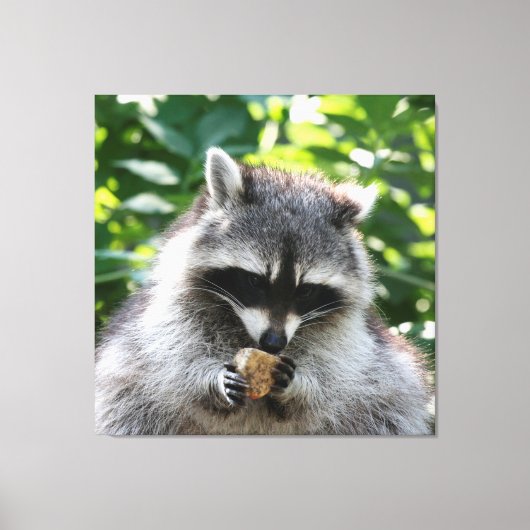Raccoon 004 canvas afdruk (Voorkant)