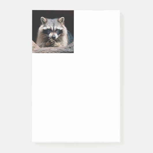 Raccoon 004 post-it® notes (Voorkant)