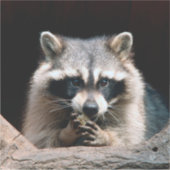 Raccoon 004 sticker (Voorkant)