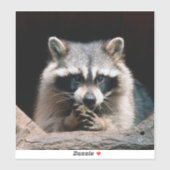 Raccoon 004 sticker (Vel)