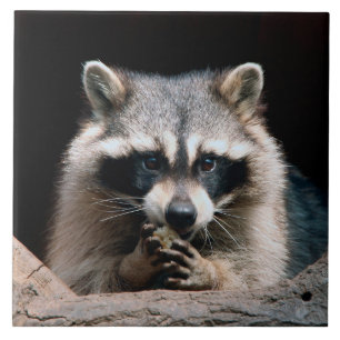 Raccoon 004 tegeltje
